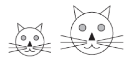 Cat faces